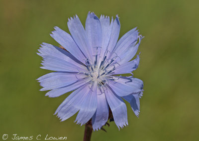 Chicory