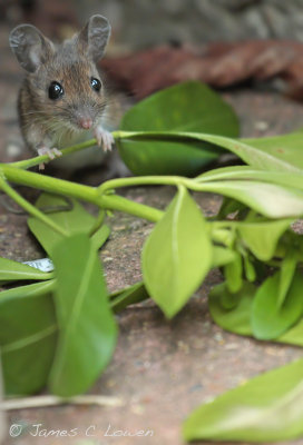 Wood Mouse