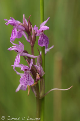 'Pugsley's' Marsh Orchid