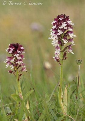 Burnt Orchid