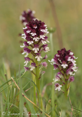 Burnt Orchid