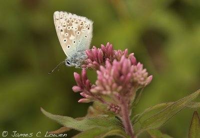 Chalkhill Blue