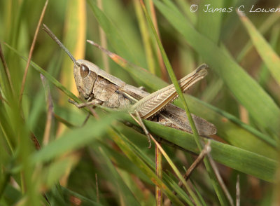 Lesser Marsh Grasshopper