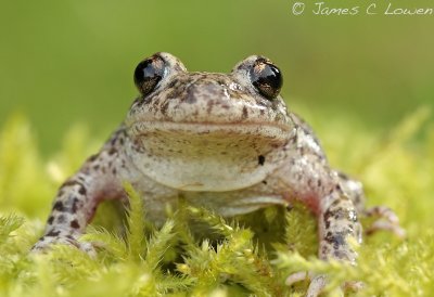 Southern Midwife Toad