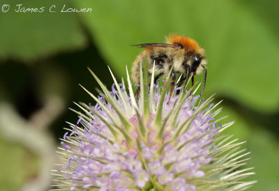 Brown-banded Carder Bee