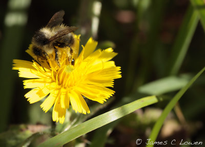 Shrill Carder Bee