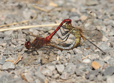 Ruddy Darter