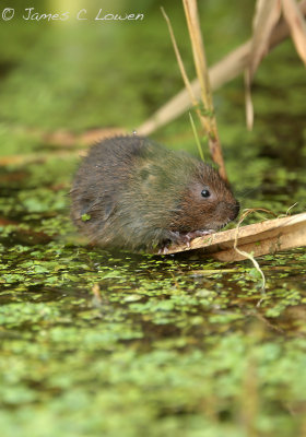 *NEW* Water Vole