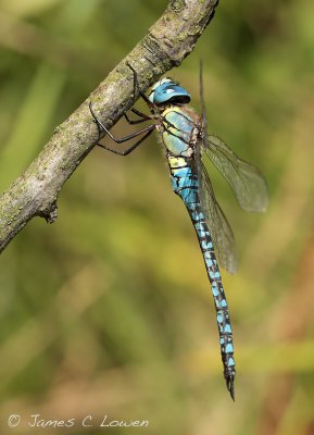 Southern Migrant Hawker