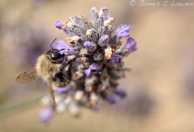 Common Carder Bee