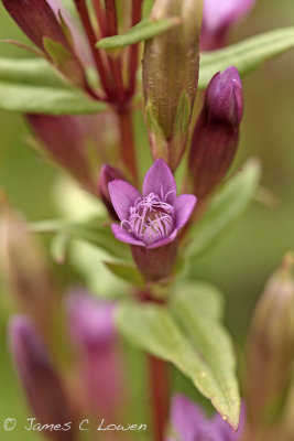 Chiltern Gentian