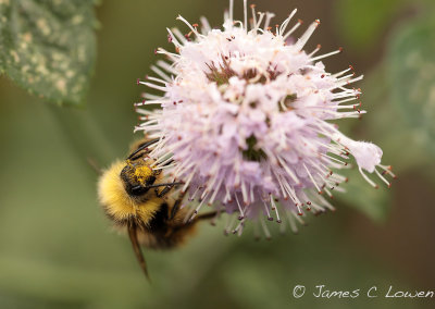 Shrill Carder Bee