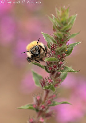 Common Carder Bee