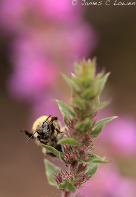 Common Carder Bee