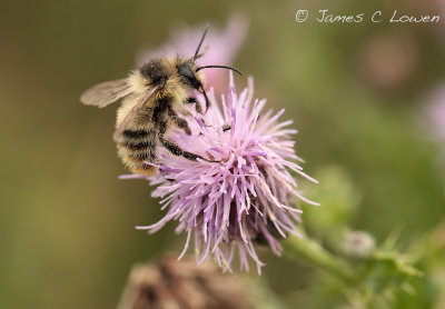 Shrill Carder Bee