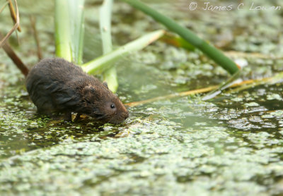 *NEW* Water Vole