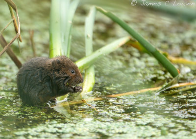 *NEW* Water Vole