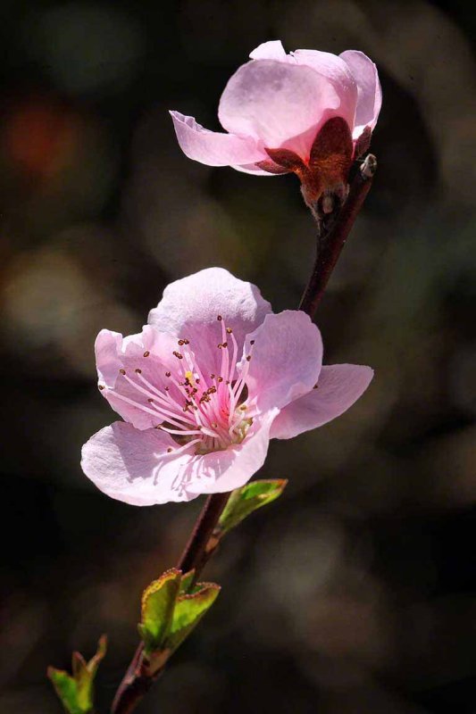 0223-cherry-blossoms-8x12-web.jpg
