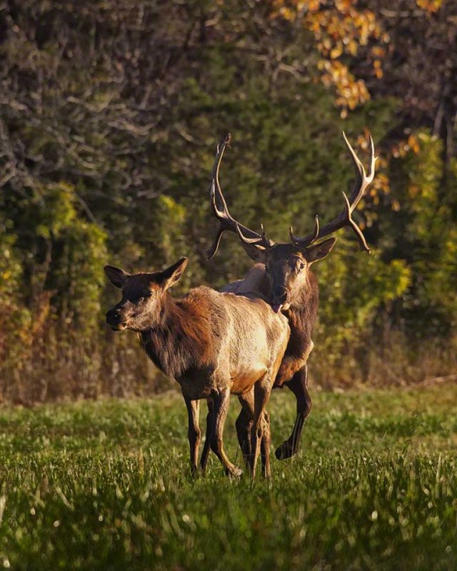 Prince and Cow Elk in 2011 Rut