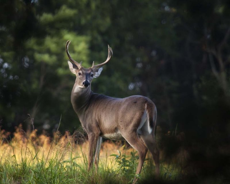 Morning Whitetail Buck, Ponca Wilderness Area