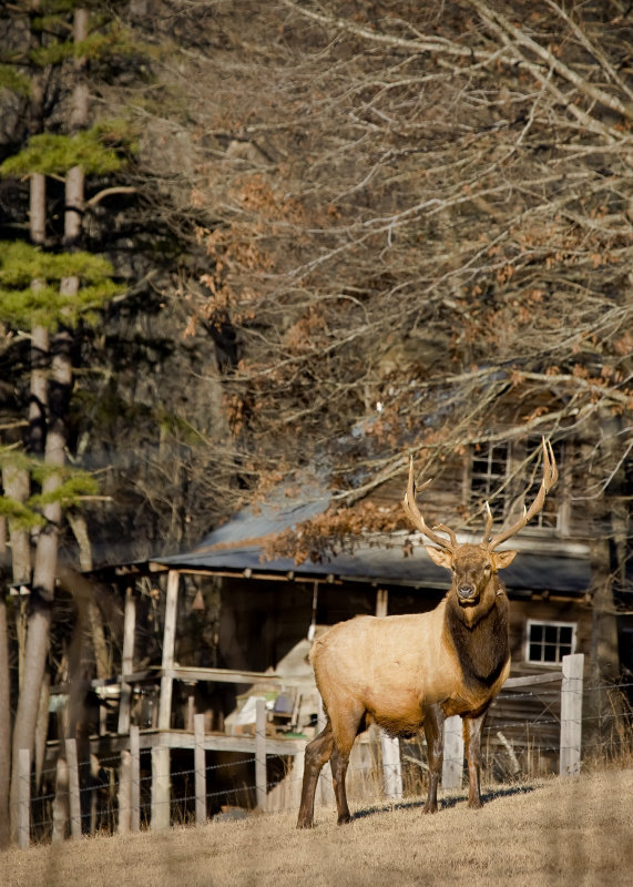 Bull Elk by Boxley Valley Cabin