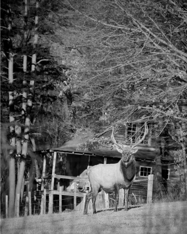 Bull Elk by Cabin