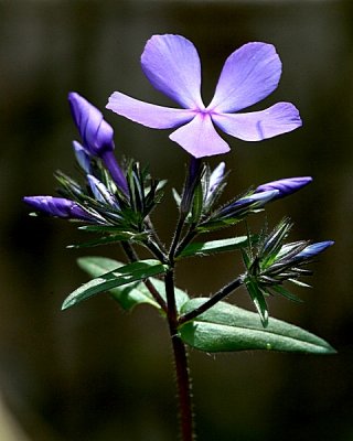 Arkansas Wildflowers by Don Kurz Arkansas Wildflowers by Don Kurz