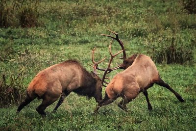 Bull Fight in Boxley Valley, Near Ponca AR