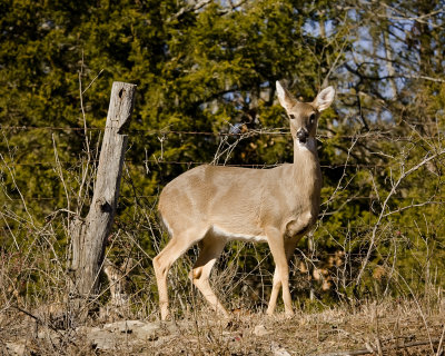 Whitetail Doe and Fawn on Roadside