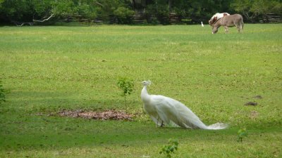 We kept hearing peacock cries, then we finally found him!
