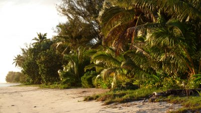 The light was beautiful on the palms.