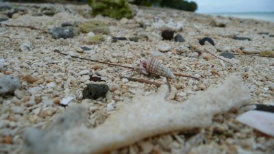 Invariably, the hermits had beaten us to the nicest shells.