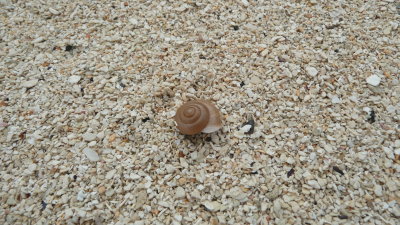 Beautiful shell . . .