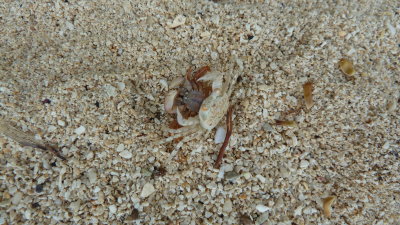 This one had caught one of his recently molted brethren.