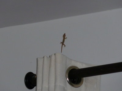 And geckos in the house!