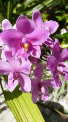 Wild orchids