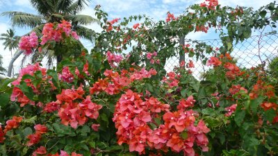 Bougainvillea grows wild all over the island.