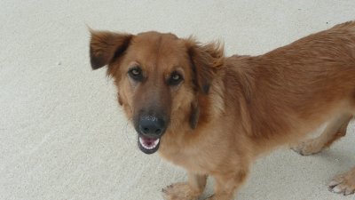 Mostly, though, we met them on the beach, where they would keep us company on our walks.