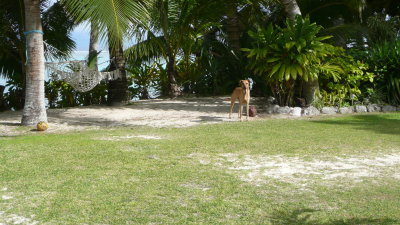 Occasionally dogs would trot through the backyard.  One time, a spotted pig ran through trailing his broken tether!