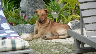 This dog settled in for a while.