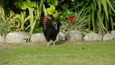 Chickens and roosters (noisy things!) roam freely on the island.