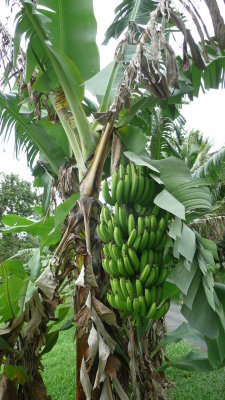 Several varieties of bananas grow on the island.  Theyre good (and cheap!)