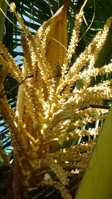 The flowering stalk of a coconut palm.