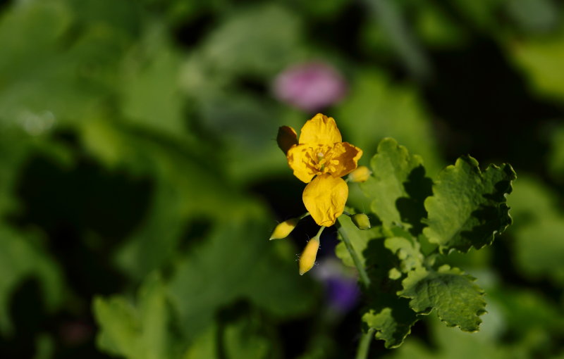 Flowers and a Couple of Guests