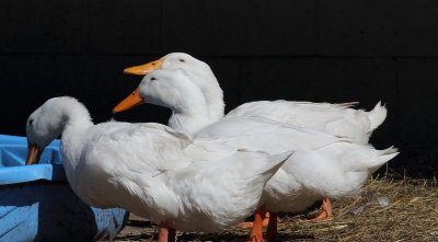 A Fowl Album