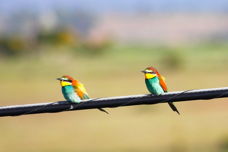 Merops apiaster