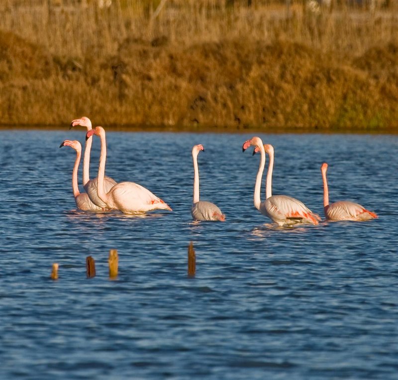 Flamencos