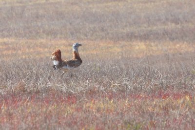 Otis tarda (Avutarda, Bustard)