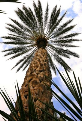 Palmera