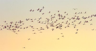 Bando flamencos